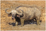 
IMG_9188 Buffalo ����