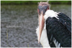 
IMG_9697 Marabou Stork �r�|