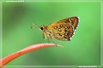 Isoteinon lamprospilus �Y�˽�