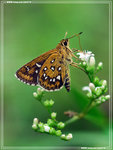 Isoteinon lamprospilus �Y�˽�
