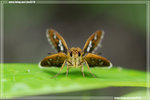 Isoteinon lamprospilus �Y�˽�
