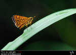 
Ampittia virgata �u�������˽�
(�ȥu�b�j���s�������O��)