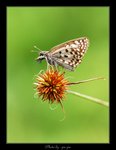 Caprona alida �ձm�˽�