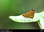 Ampittia virgata �u�������˽�