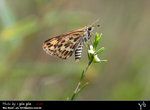 Taractrocera ceramas ����˽�