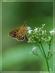 
Isoteinon lamprospilus �Y�˽�(�Q����)
