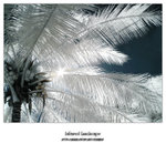 Sabah_0016