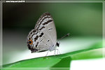 �i�ӥȦǽ�
