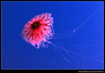 j_0015