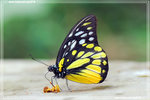 Prioneris thestylis ������
