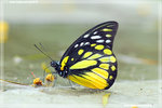 
Prioneris thestylis ������ (���b�s)
