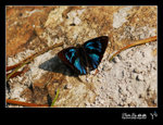 



Ancema ctesia �w�ǽ� ~~ �@�����n�p�ߩʪ��u���ǽ��A�����ͭI���W�h�@�T�¦ⴳ��Ũ���ۨ����R�������Ŧⴳ���A�D�`�W�S�A�u���b�o�Q�h�~�ө���쥦���H�۫H���W�L����.........�C��n�b���A���P��KY�v�S����ƴ��ѡA�Χ�L�ۤv�����B�L�F���p��............. �C
�ҿצ��Ӫ̡B�Ƴ����A�U���Ī�B���.......... �@�w��KY�v�S�A���઺�O ^0^