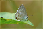 

Catochrysops panormus �ũ@��~ ��W�@���X�{�������u���b1967�~��u�b����X�{���ǽ��C