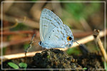 Catochrysops panormus �ũ@�ǽ�