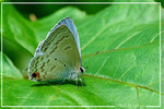 Catochrysops panormus �ũ@�ǽ�