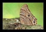 Melanitis phedima ڻ�ǲ���