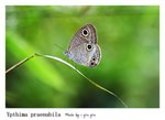 Ypthima praenubila �e��£����