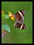 Lethe confusa �ձa�L���� 

