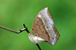  Discophora sondaica �񲴤�����