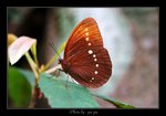  Faunis eumeus ��]����