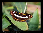 Athyma cama ����a�潺