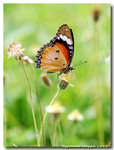 Hypolimnas misippus ���Z�潺 