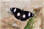 Hypolimnas misippus ���Z�潺 