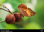 Charaxes bernardus �ձa�g�潺 