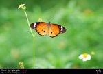 Danaus chrysippus ������
