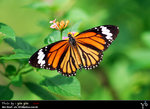 Danaus genutia �괳�� 