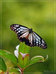 Parantica swinhoei �v��h����