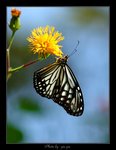 Parantica aglea �h����
