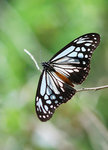 Parantica swinhoei �v��h����