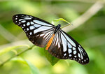 Parantica swinhoei �v��h����
