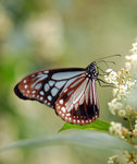 Parantica swinhoei �v��h����