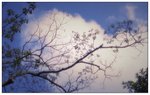 
Tree & Cloud : �B���P�K�l�A�U���۷F�I���S�X�_�a�M���@�B�C
