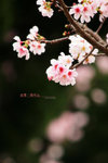 IMG_2794a