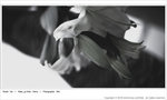 IMG_6285z