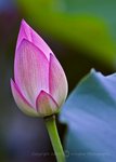 IMG_7992