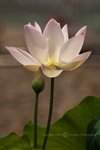 _MG_0380