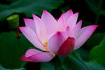 
HP lotus_15