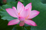 HP lotus_09