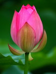 HP lotus_12
