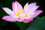 HP lotus_13