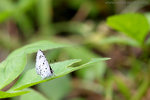 IMG_1672bre