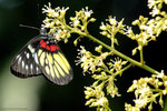 IMG_2212re