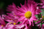 IMG_4526bre