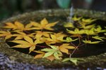IMG_1471