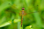 dragonfly5