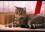 IMG_7785
